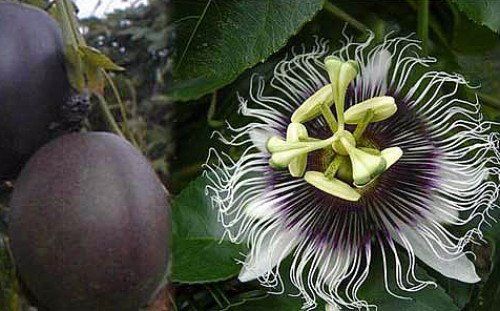 Passiflora edulis f. flavicarpa – Maracuja mov-floarea pasiunii cu fructe exotice - imagine 4