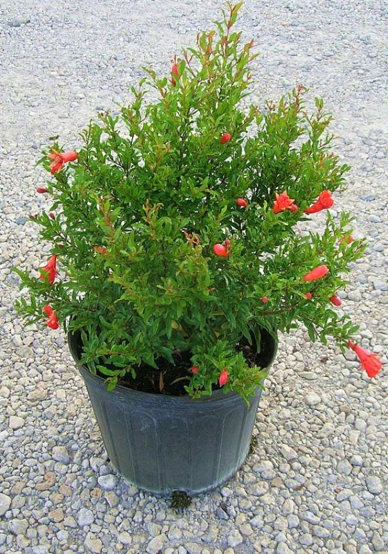 Rodiu pitic la ghiveci