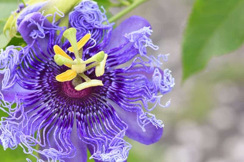 Passiflora incarnata „Blue” – Floarea pasiunii albastră (Maypop)