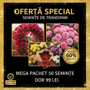 🌹 Mega Ofertă: 50 Semințe Trandafiri - Mix Catarători & Tufă Englezești!