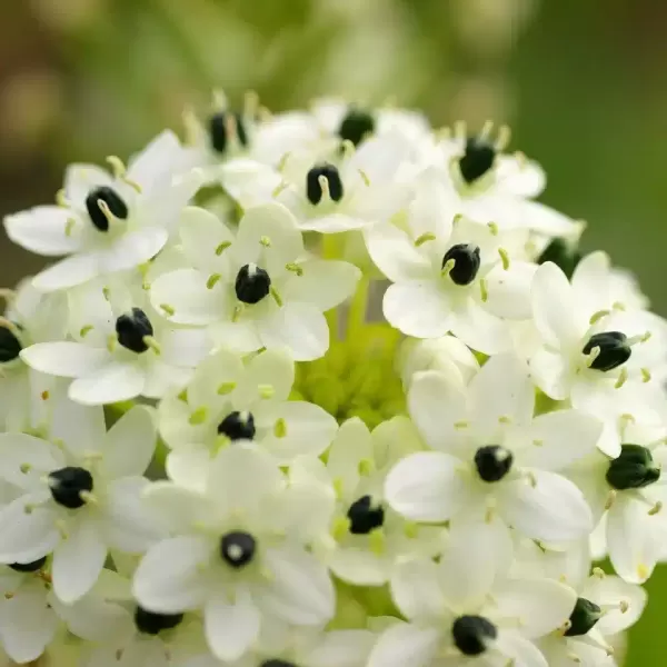 Ornithogalum arabicum – Steaua arabă -pretabila pt floare taiata