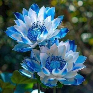 Lotus Albastru Ceresc – Nymphaea caerulea