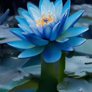 Lotus Albastru Regal – Nelumbo Sapphire Queen