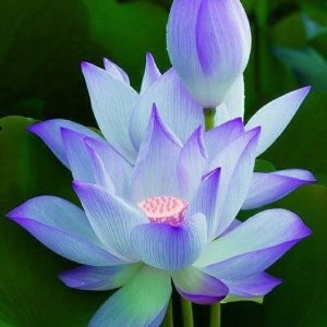 Lotus Albastru-Violet – Nelumbo Blue Dream