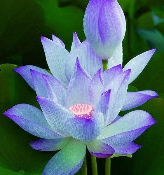 Lotus Albastru-Violet – Nelumbo Blue Dream