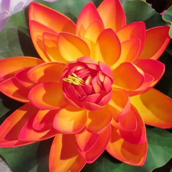 Lotus Flacără de Apus – Nelumbo Fire Sunset