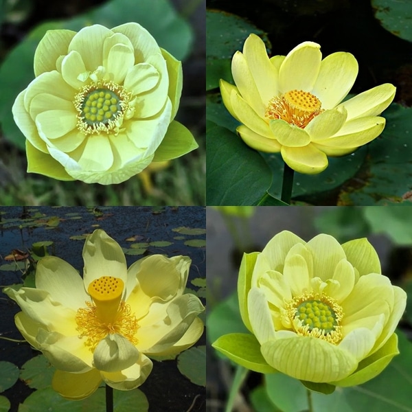 Lotus Galben Regal – Nelumbo Golden Emperor