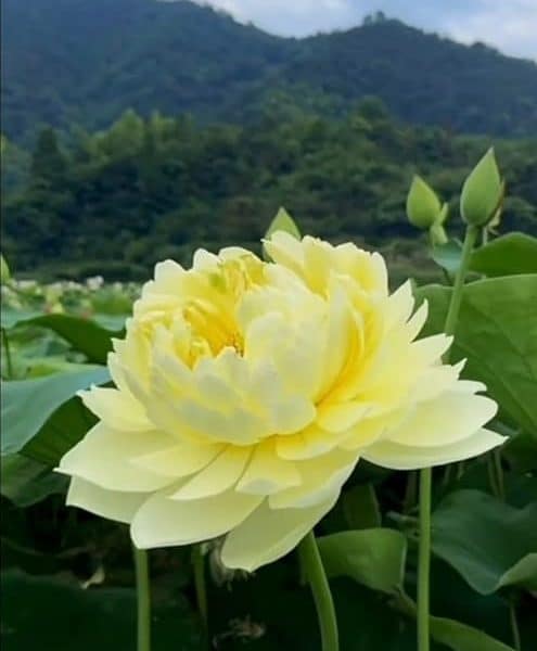 Lotus Galben Regal – Nelumbo lutea