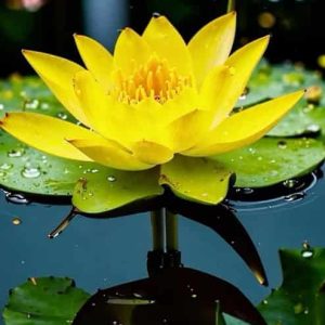 Lotus Galben Soare – Nelumbo Golden Light