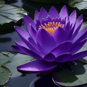 Lotus Mov de Lux – Nymphaea purple dream