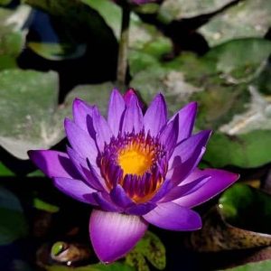 Lotus Mov Regal – Nymphaea Royal Violet