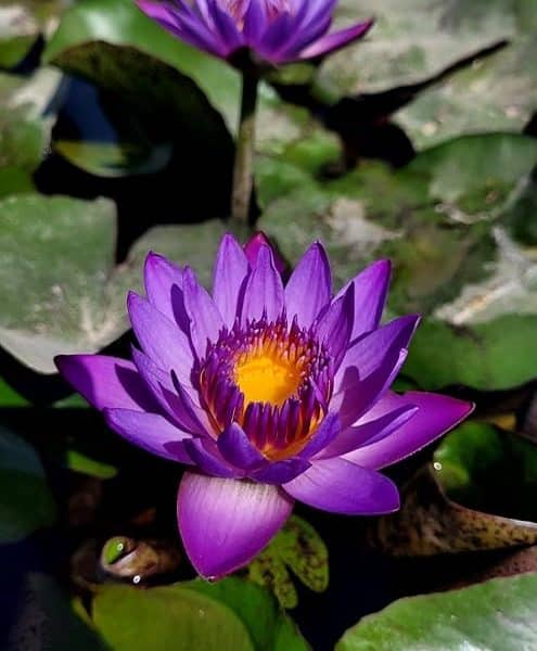 Lotus Mov Regal – Nymphaea Royal Violet