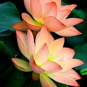 Lotus Portocaliu de Coral – Nelumbo Coral Glow