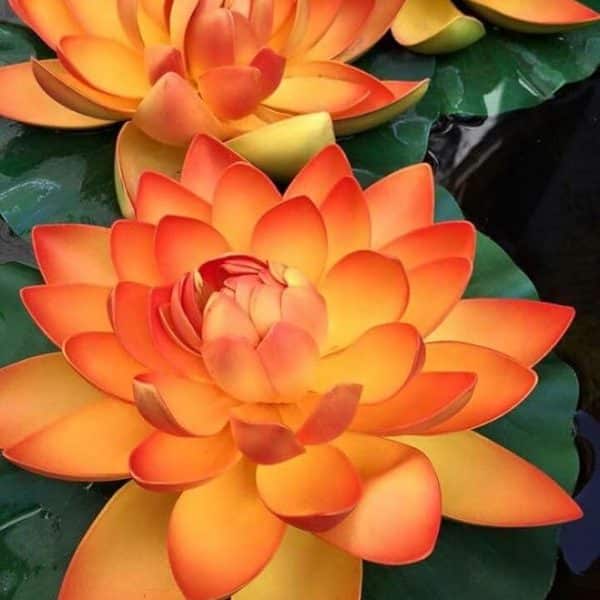 Lotus Portocaliu Regal – Nelumbo Flame Glow