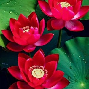 Lotus Roșu de Apus – Nelumbo rubra triplus