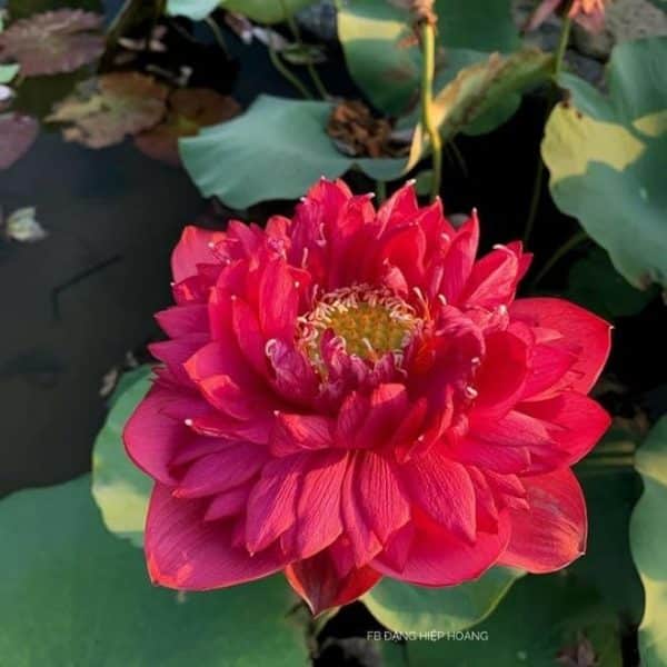 Lotus Roșu Imperial – Nelumbo Crimson King