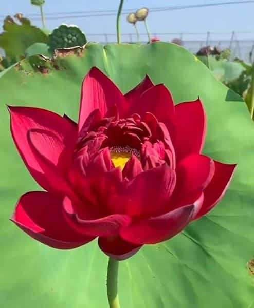 Lotus Roșu Regal – Nelumbo Red Sun