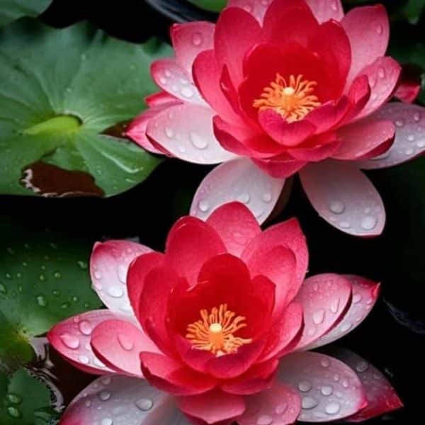 Lotus Roșu Romantic – Nelumbo Red Passion