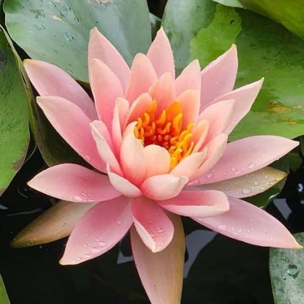 Lotus Roz Delicat – Nelumbo Pink Harmony