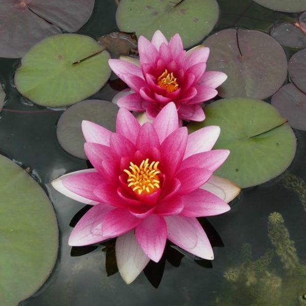 Lotus Roz Rubiniu – Nymphaea Pink Jewel