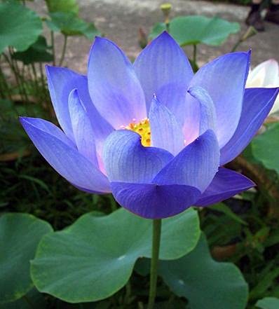 Lotus Violet de Cristal – Nelumbo Purple Light