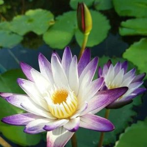 Lotus Violet Regal – Nymphaea Purple Star