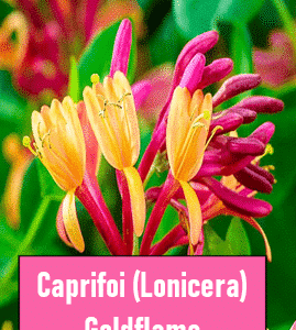 Caprifoi (Mâna Maicii Domnului) Goldflame – Lonicera parfumată
