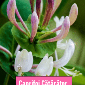 Caprifoi (Mâna Maicii Domnului) Graham Thomas