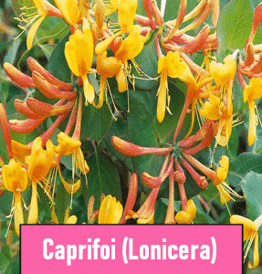 Caprifoi Tellmaniana (Lonicera) – Lonicera portocalie parfumata
