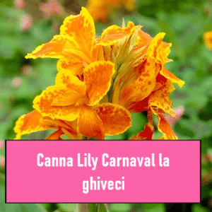 Canna Lily Carnaval la ghiveci