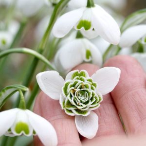 Ghiocei bătuti – Galanthus nivalis ‘Flore Pleno’| 10 bulbi set