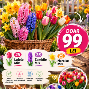 Pachet 75 Bulbi de Primăvară Premium – Doar 99 Lei