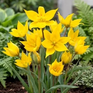 Lalea - Sylvestris - Tulipa sylvestris 10 BUCATI